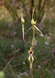 Caladenia tentaculata Mantis Orchid(b)